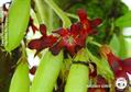 Averrhoa bilimbi